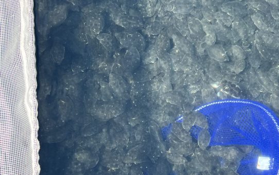 ピンチヒッター…財団法人　日本釣振興会、鮃の稚魚放流10,000匹