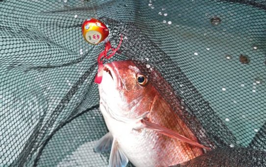 釣物変更になりました。