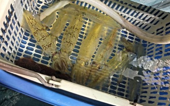 細かい…数釣れない…