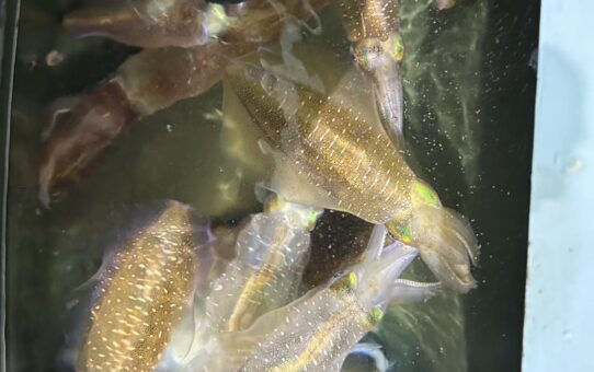 濁りキツく