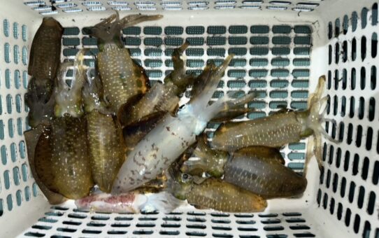 大潮､満月が悪いのかな？？？