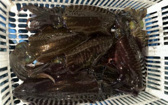 釣果報告遅れました