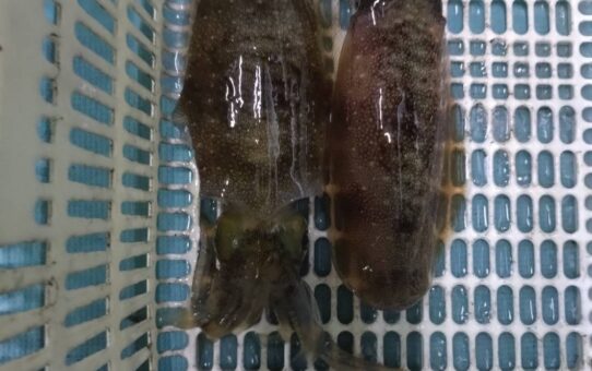 激濁り増して…