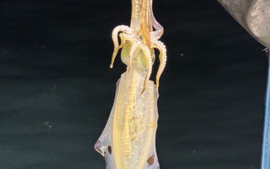 明日募集中！！