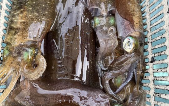 浅瀬を攻めて…