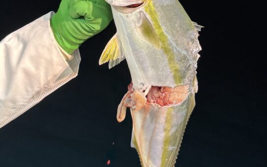 シャークアタック‼️