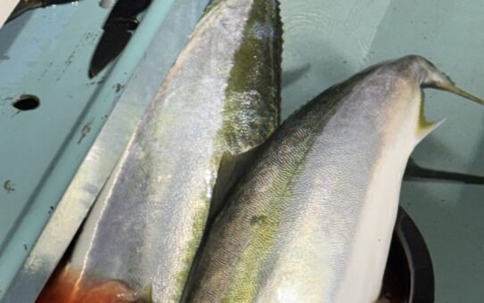 🌟仕掛けのお願いです⭐️