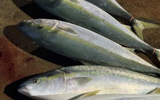 釣果報告送るまして申し訳ありません