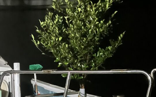 明けましておめでとう御座います