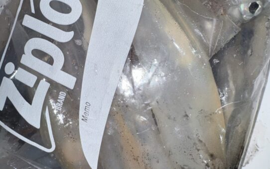 ヤリイカメタル