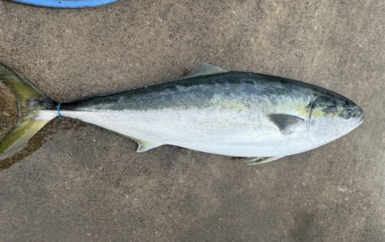 勇者募集中‼️