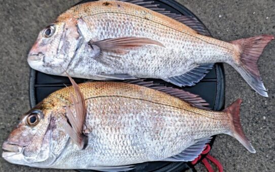 フグフグフグ…にも負けず…