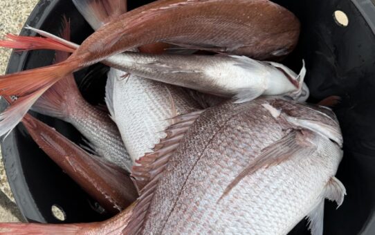 もうすぐ開幕かな???