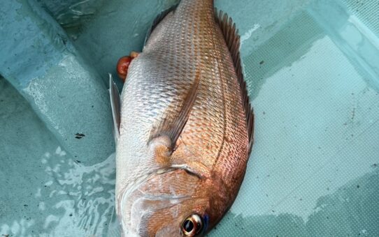 急ですが…釣物変更になるなりました