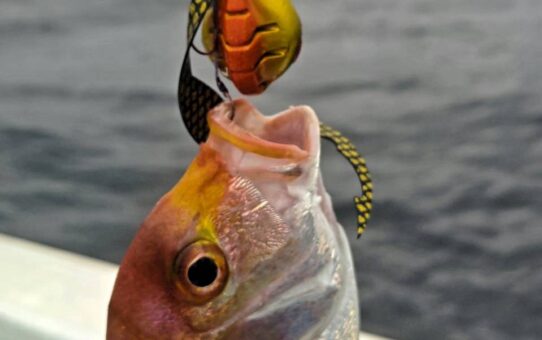 これなら300gが…