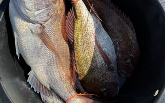 明日からガラ空きです