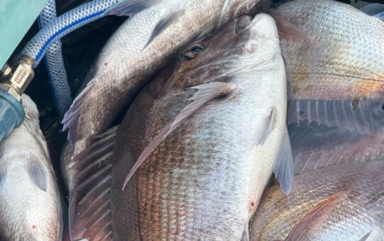 直江津軍団…お祭り開始‼️